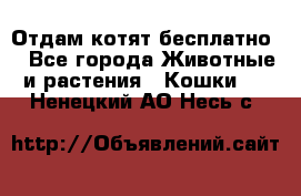 Отдам котят бесплатно  - Все города Животные и растения » Кошки   . Ненецкий АО,Несь с.